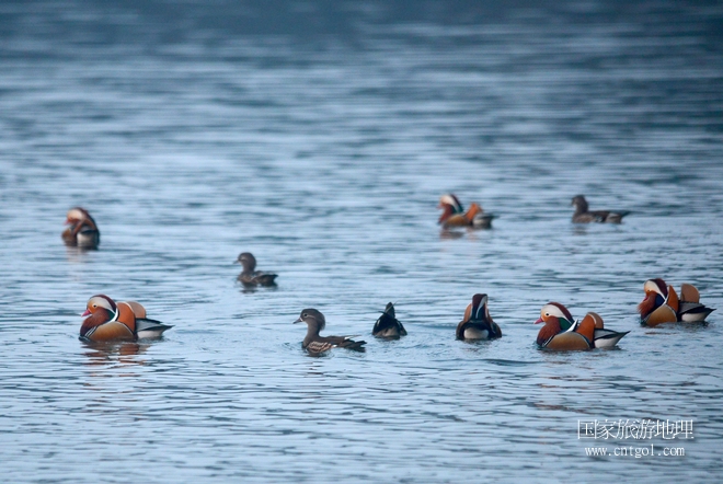 進(jìn)入初冬，大批野生鴛鴦陸續(xù)飛抵江西婺源縣賦春鎮(zhèn)鴛鴦湖越冬，小精靈們在湖面上或相互依偎、卿卿我我；或隨波逐流、嬉戲打鬧，悠閑自在生活在青山綠水之間，優(yōu)良的水域和豐富的湖畔闊葉林，為鴛鴦過冬提供良好生存環(huán)境，婺源鴛鴦湖已成為亞洲最大的野生鴛鴦越冬棲息地。（攝于12月4日下午）